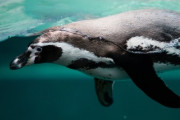 小さなペンギンが巨大ヒョウアザラシから危機一髪！「私の名前はボンドだ。ジェームズ・ボンドだ」「"一体どうやってこの映像を手に入れたんだ！」海外の反応