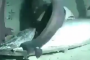 これが自然の摂理。魚が水中で死んだ後、そこには骨しか残らなくなる。海外の反応