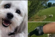 アメリカの警察官、小型犬を射殺して大炎上　盲目で耳も聞こえない無抵抗のシーズー…