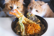 猫と見る天ぷらうどんの作り方。外国人「俺も猫視点で天ぷらうどん見てみたいわ」