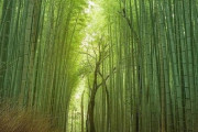 「普段は激込みのはず！」京都の嵐山公園の竹林が海外から注目 海外の反応