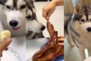 ずるい！自分が食べたあとに相棒には豪華な餌が出てきて怒りを隠せないハスキー犬の表情