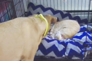 自分の居場所に猫が・・・猫にめっちゃ気を遣う犬が面白いｗｗ海外の反応