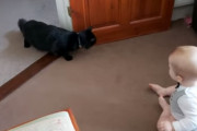 【ほっこり動画】ネコじゃらしの達人赤ちゃん「ホレ！ホレ！！」ネコ「ﾆｬｰ!!!!」