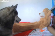 クマの着ぐるみを被った飼主さんに愛犬のハスキーはどんな反応をする？すぐにバレると思いきや…？