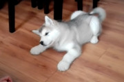 何のお話してるのかな？飼い主さんと犬語で会話するマラミュートの子犬が可愛い！