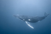 【海外】ハワイで聞いた今までで一番すごいザトウクジラのしゃべり！