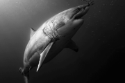 【海外】「新たな巨鯨サメの起源発見！3トンの古代サメ化石が示す驚くべき真実」