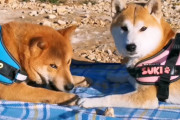 飼い主さんが拾った石ころで夫婦喧嘩勃発？！柴犬夫婦のほっこりなオモチャ争奪戦