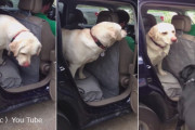 車からなかなか降りれないお年寄り犬を助けてあげる若い犬
