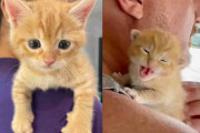 【海外】高速道路で見つけた子猫を救った夫婦が、その魅力あふれる成長を見守った物語