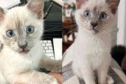 【海外】子猫を探しにシェルターへ行った女性、主演を奪う若き猫に一目惚れ！