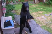 【監視カメラ映像】裏庭に侵入し鳥小屋からエサを拝借していたクマを勇敢な犬が撃退！