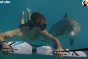 とってもフレンドリーな野生イルカのジョジョ。観光客や犬と一緒に水の中でスイスイ泳いで楽しそう！