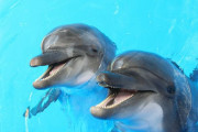 海外「1932年だったら自分もオリンピック行けたわ」人間はイルカに進化している？