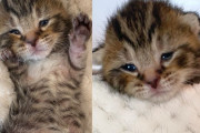 【海外】「わずか数日の子猫が見せた驚きの生命力！街で見つかり、みんなの心をつかむ」