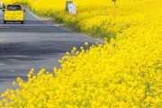 黄色の絨毯を引いたかのような日本の側道が海外掲示板で話題に　
