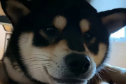 階段の隙間から顔を覗かせる黒柴、可愛いので髭を触ってみたら怒り出して…？！