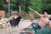 飼い主がプールで溺れたフリをしてみたところ…それを見たハスキー犬たちの反応に感動！