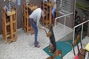 【海外】「カフェのオーナーにハグを求めた街の犬、その感動の瞬間をキャッチ！」