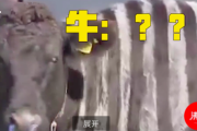 【中国の反応】牛をシマウマ模様にだって！？「日本人よ、気は確かか？ww」牛「……え？」