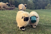 バケツがとれな～い！友達が飼い主のところまで誘導。やさしくてかわいい黒白羊たちの日常