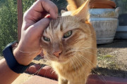 【海外】新しい家に引っ越した猫、外の世界に目覚める！木に登ったり、ハンモックでお父さんと一緒にくつろぐ姿に胸キュン✨