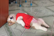 「飼い犬が血を流してぶっ倒れてる！」 急いで駆け寄ると衝撃の事実が発覚ｗｗｗｗｗｗ