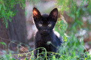 オーストラリア政府が野良猫200万匹を殺処分へ、その方法がとてつもなく残酷だった