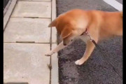 地面に仰向けで転がっていたセミを恐る恐る触ってみた柴犬の反応ｗｗｗ→海外「日本では、死んだように見えるセミが突然大きな音を出すこの現象に名前が付いている！」