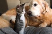 前脚を失った保護猫が里親宅で元気に駆け回り、犬と仲良く暮らす生き生きとした姿にほっこり