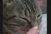 海外Youtube「猫の電源のつけ方」に寄せられた海外のコメントをご紹介 　海外の反応