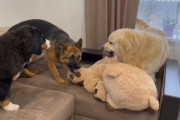 「指一本触れるなよ…」大きなぬいぐるみを独占したいゴールデンレトリバーに思わず笑ってしまう