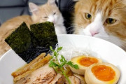 猫の見守る中で醤油ラーメンをガチで作ってみた！！！ラーメンは猫も気になるにおいだよね！！！！