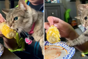 猫「うめぇうめぇ！もっとだ！もっとだよよぉぉ！」トウモロコシが好きすぎる猫さんの食べっぷりに爆笑！