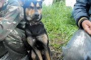 キャンプ中に激しい眠気に襲われ、座ったままフラフラしてしまう犬