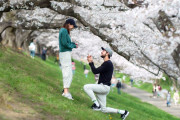美人外国人さん、日本の桜の下でプロポーズを受けてしまう！！！
