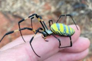 海外「ジョロウグモとかいうアメリカを侵略している日本の蜘蛛がいるが、これは実は益虫らしい」