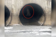 【海外】「氷の川に現れた白い“オオカミ”！釣り人たちが発見した緊急事態とは？」