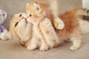 ワンちゃんのようにシッポを振る生後約一ヶ月の子猫が可愛すぎる！