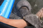 【海外】マナティと女性が手をつなぐ感動的な瞬間をカメラが捉えた！あなたも心温まる出来事を見逃さないで。