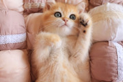 ブリティシュショートヘアの子猫たちの無防備な仰向けショットに癒される
