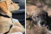 飼い主さんとの約束を破って全身泥んこになって遊んでしまうゴールデンレトリバーの子犬ちゃん…