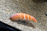 外国人「日本がサーモン寿司みたいな深海生物を発見してる…」