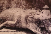 1957年にハンターによって仕留められた体長8.6mのクロクダイルが悪魔的過ぎる件･･･　海外の反応