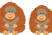 人間顔負け…オランウータンのカップルが街中を歩いていた