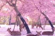 【GIF】韓国人「韓国人がマジで驚いた『日本でしか見れない桜の風景』がこちらです‥」→「地面の黒く見える物体の正体は‥」　韓国の反応