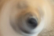 海外「トルネード柴犬」→「すばらしいショットだｗｗｗ」「スーパードリルモード起動」「写真から音が聞こえてくるよ」