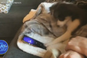 寝坊の理由は愛犬の子犬ちゃんが目覚まし時計を止めるから？