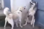 うっかり子犬たちを驚かせたパパ犬が…ママ犬にこっぴどく怒られる